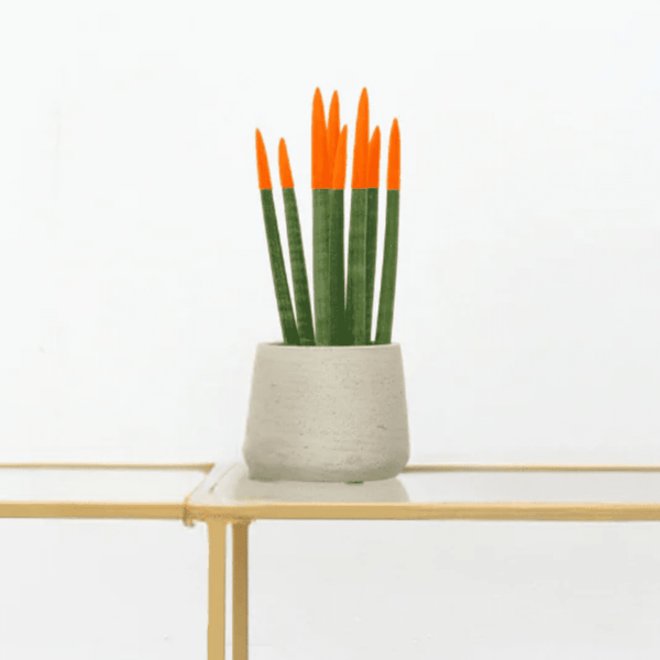 Sansevieria Cylindrica Velvet Touchz oranje - 25cm kopen bij Green Bubble
