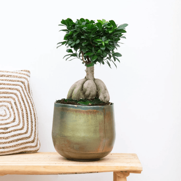 Ficus Microcarpa Ginseng - 40cm kopen bij Green Bubble