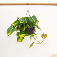 Philodendron Scandens Brasil hangplant - 40 cm