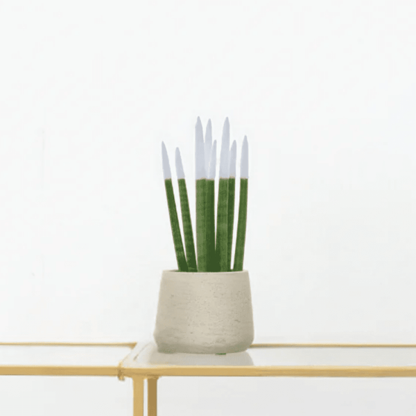 Sansevieria Cylindrica Velvet Touchz wit - 25cm kopen bij Green Bubble