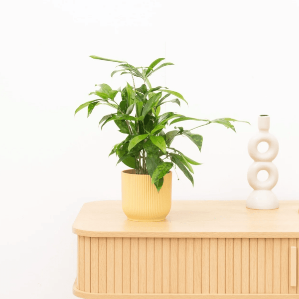 Dracaena Surculosa - 40 cm kopen bij Green Bubble