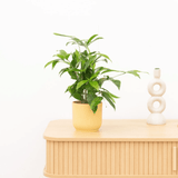 Product afbeelding 1