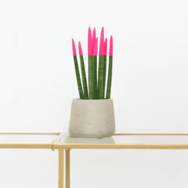 Sansevieria Cylindrica Velvet Touchz roze - 25cm kopen bij Green Bubble