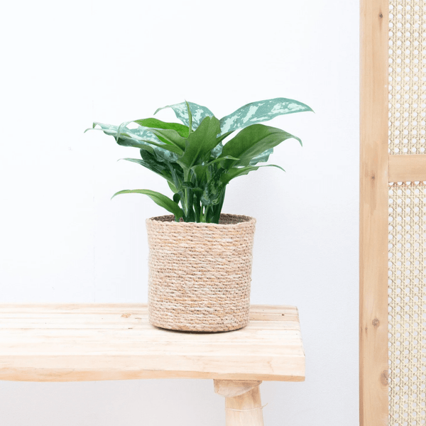 Aglaonema Juliette - 40cm kopen bij Green Bubble