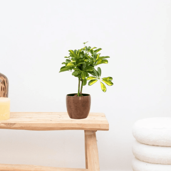 Schefflera Gold Capella op stam - 50cm kopen bij Green Bubble
