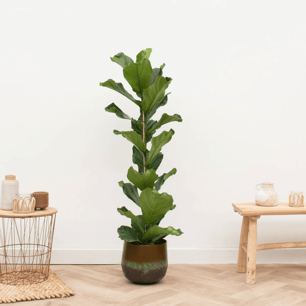 Ficus Lyrata struik XXL - 100cm
