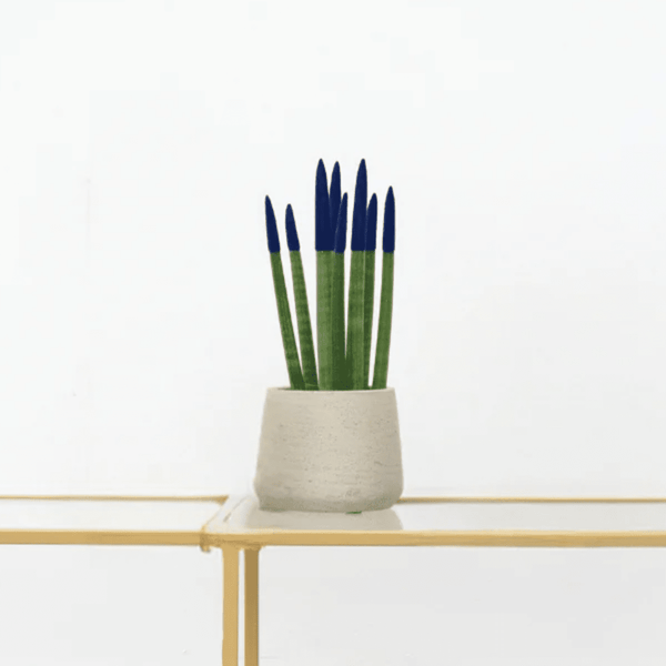 Sansevieria Cylindrica Velvet Touchz blauw - 25cm kopen bij Green Bubble