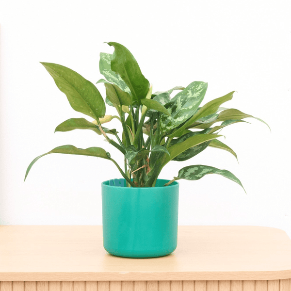 Aglaonema Maria - 30cm kopen bij Green Bubble