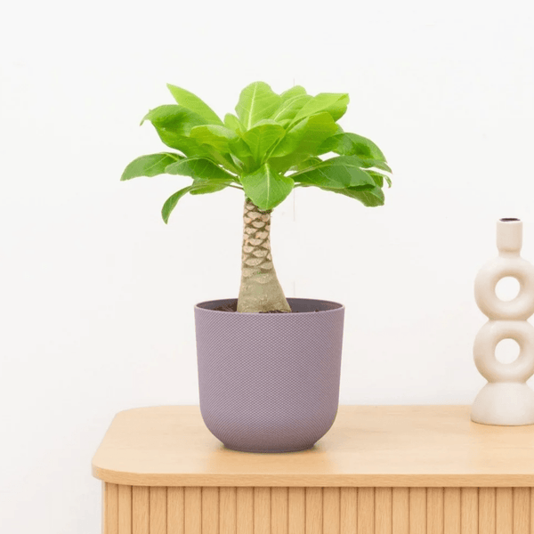 Brighamia Insignis Hawaii palm - 40 cm kopen bij Green Bubble
