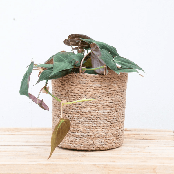 Philodendron Scandens 'Micans' - 25cm kopen bij Green Bubble