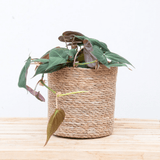 Product afbeelding 1