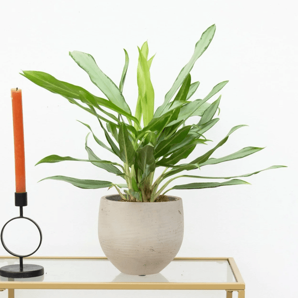 Aglaonema White Lance - 40 cm kopen bij Green Bubble
