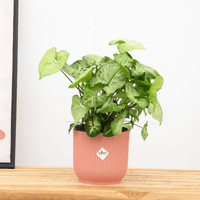 Syngonium White Butterfly Feel Green - 30cm