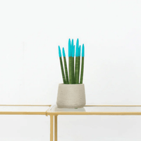 Sansevieria Cylindrica Velvet Touchz lichtblauw - 25cm