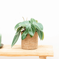 Peperomia Sarcophylla - 30cm