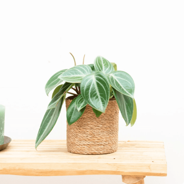 Peperomia Sarcophylla - 30cm kopen bij Green Bubble