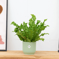Asplenium Crispy Wave - 30cm