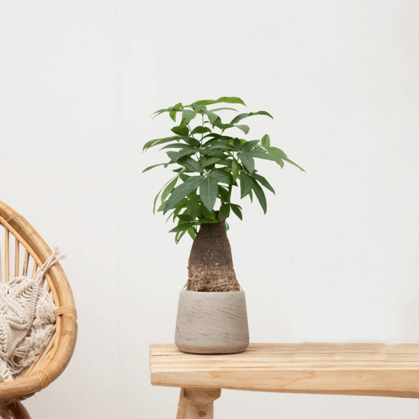 Combi deal - Wout S inclusief sierpot washed kopen bij Green Bubble