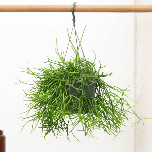 Rhipsalis Heteroclada hangplant - 25 cm kopen bij Green Bubble