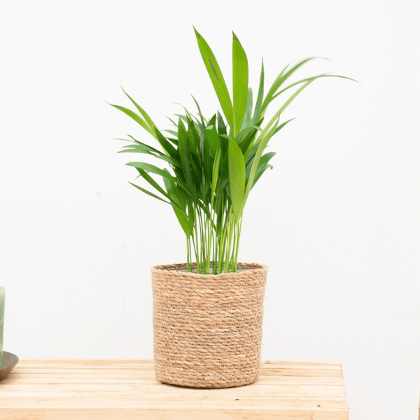 Dypsis Lutescens (Areca palm) - 30cm kopen bij Green Bubble