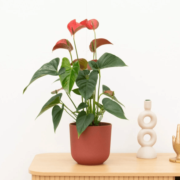 Anthurium Andreanum red - 40cm kopen bij Green Bubble