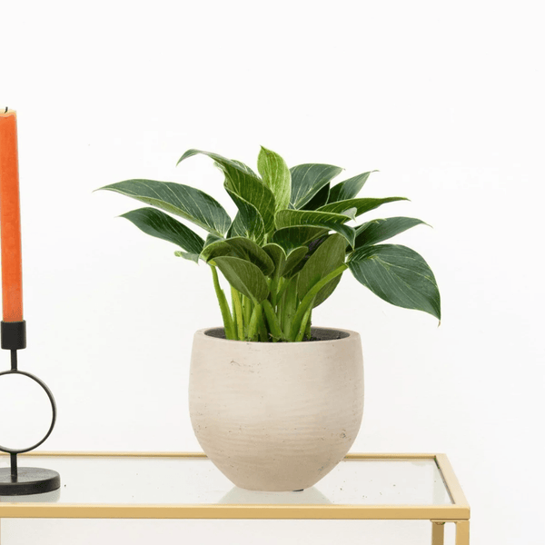 Philodendron Birkin - 40cm kopen bij Green Bubble