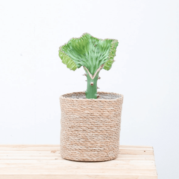 Euphorbia lactea Cristata groen - 30cm kopen bij Green Bubble