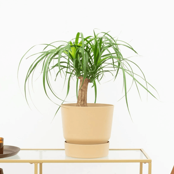 Beaucarnea - 35cm kopen bij Green Bubble