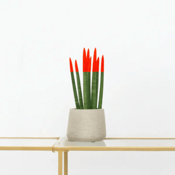 Sansevieria Cylindrica Velvet Touchz rood - 25cm kopen bij Green Bubble