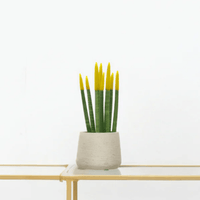 Sansevieria Cylindrica Velvet Touchz geel - 25cm