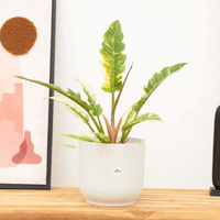 Philodendron Ring of fire - 30cm