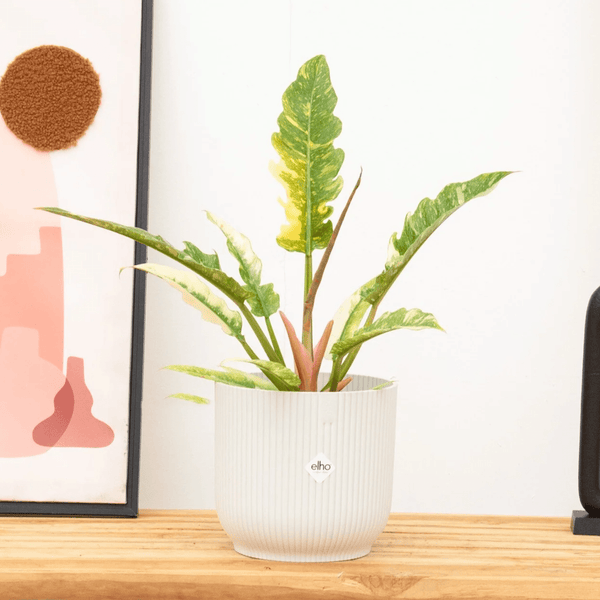 Philodendron Ring of fire - 30cm kopen bij Green Bubble