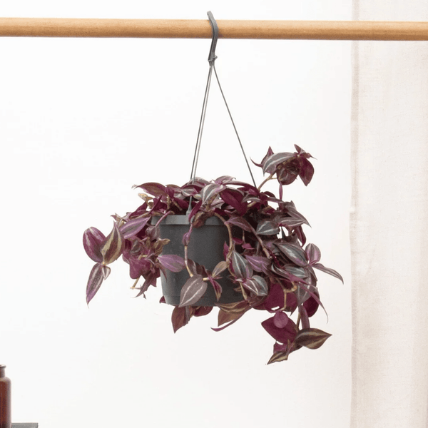 Tradescantia Jewel Red hangplant - 25 cm kopen bij Green Bubble