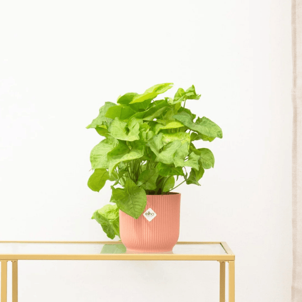 Syngonium Golden Feel Green - 30cm kopen bij Green Bubble