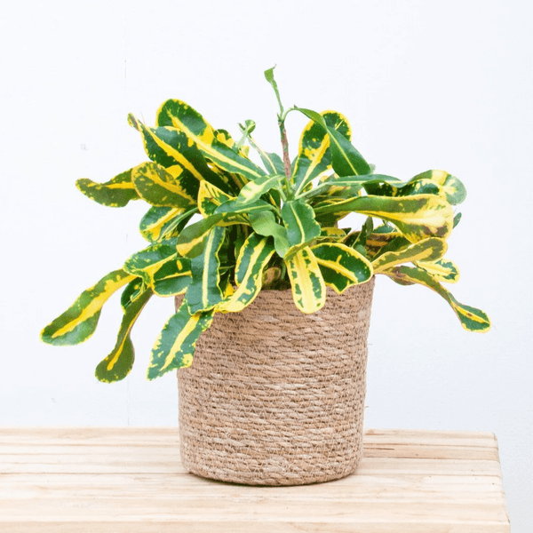 Croton Codiaeum variegatum 'Mammi' - 30cm kopen bij Green Bubble