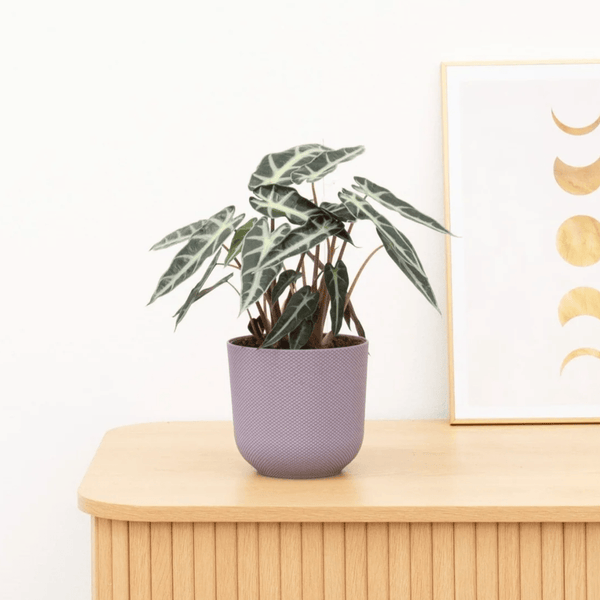 Alocasia Arrow - 40cm kopen bij Green Bubble