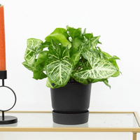 Syngonium Arrow Feel Green - 30cm