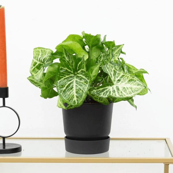 Syngonium Arrow Feel Green - 30cm kopen bij Green Bubble