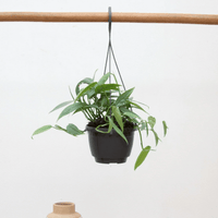 Epipremnum Cebu Blue - 30cm