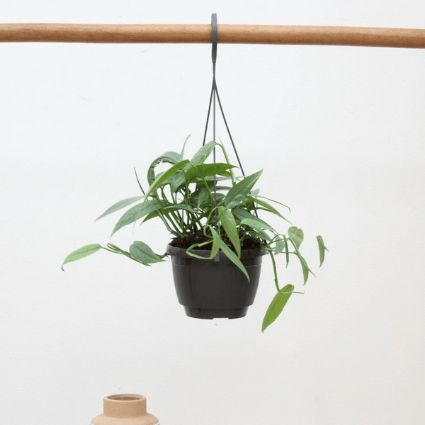 Epipremnum Cebu Blue - 30cm kopen bij Green Bubble