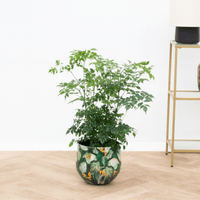 Radermachera Hainanensis - 70cm