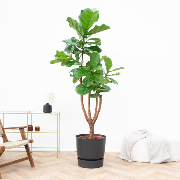 Ficus Lyrata vertakt de luxe XXXL - 220 cm kopen bij Green Bubble