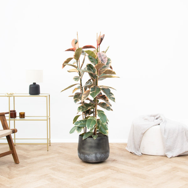 Ficus Belize struik - 160 cm kopen bij Green Bubble