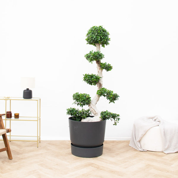 Ficus Microcarpa ginseng - 200 cm kopen bij Green Bubble