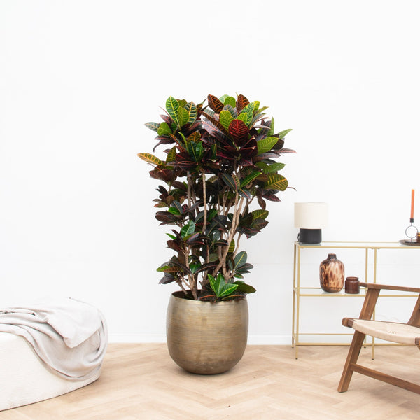 Codiaeum Petra - 180cm kopen bij Green Bubble