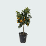 Product afbeelding 3