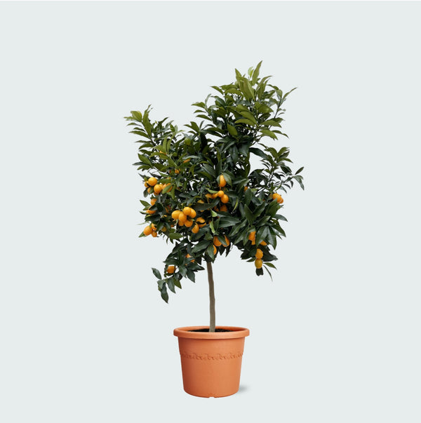 Sinaasappelboom - 200 cm kopen bij Green Bubble