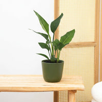 Strelitzia Reginae - 40cm