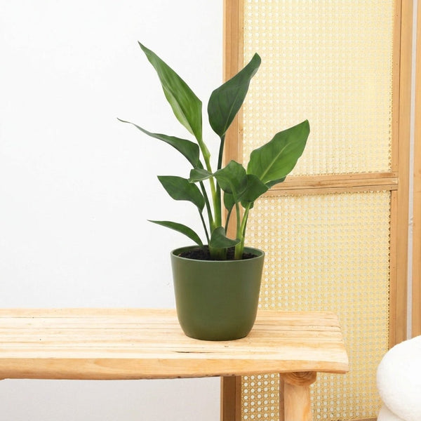 Strelitzia Reginae - 40cm kopen bij Green Bubble