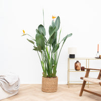 Strelitzia Reginae XL de luxe - 170 cm